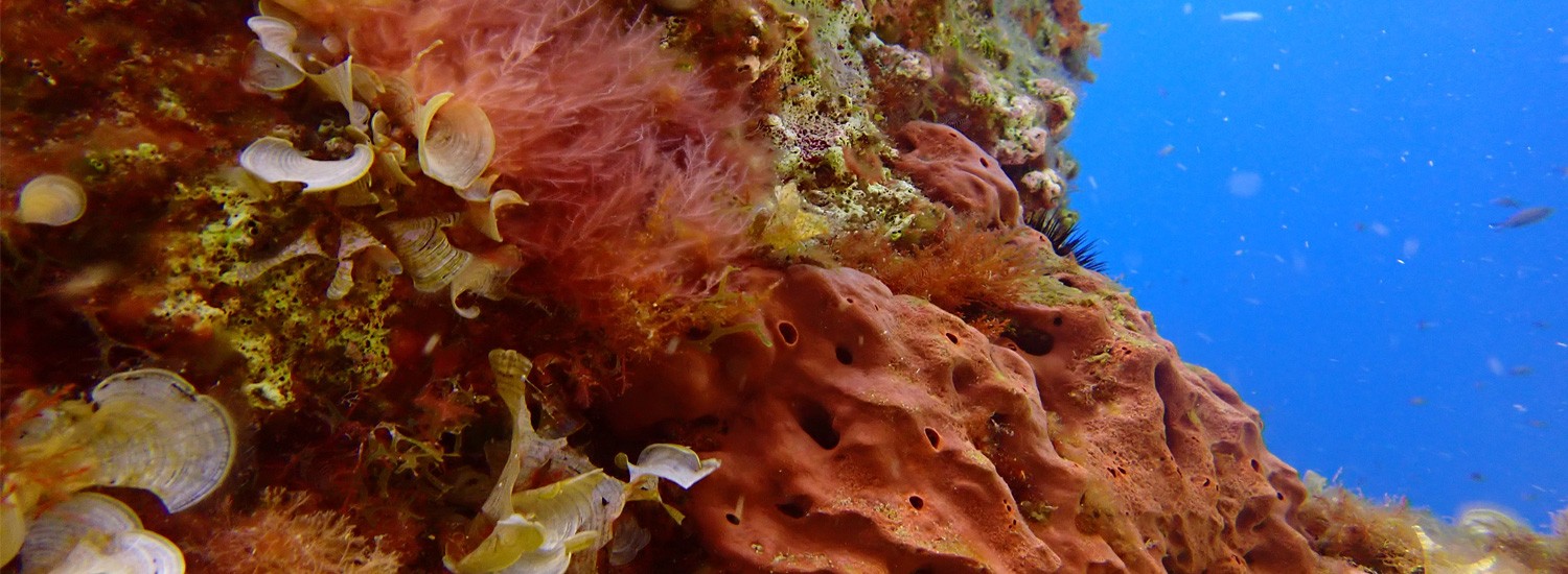 slideshow banner